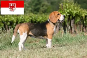 Mehr über den Artikel erfahren Beagle Züchter und Welpen in Brandenburg