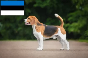 Mehr über den Artikel erfahren Beagle Züchter und Welpen in Estland