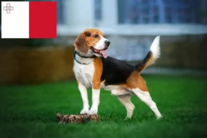 Mehr über den Artikel erfahren Beagle Züchter und Welpen auf Malta