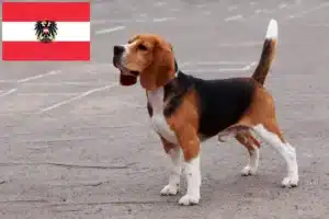 Mehr über den Artikel erfahren Beagle Züchter und Welpen in Österreich