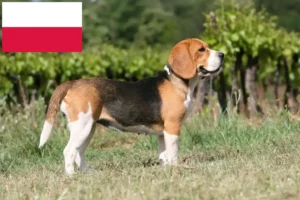 Mehr über den Artikel erfahren Beagle Züchter und Welpen in Polen