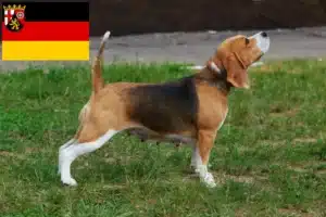 Mehr über den Artikel erfahren Beagle Züchter und Welpen in Rheinland-Pfalz