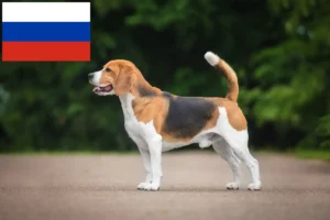 Mehr über den Artikel erfahren Beagle Züchter und Welpen in Russland