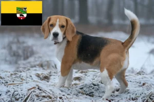 Mehr über den Artikel erfahren Beagle Züchter und Welpen in Sachsen-Anhalt