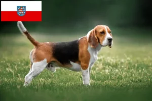 Mehr über den Artikel erfahren Beagle Züchter und Welpen in Thüringen