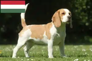 Mehr über den Artikel erfahren Beagle Züchter und Welpen in Ungarn