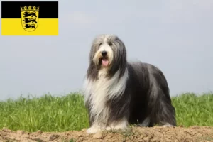 Read more about the article Bearded Collie Züchter und Welpen in Baden-Württemberg