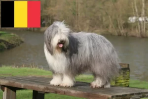 Mehr über den Artikel erfahren Bearded Collie Züchter und Welpen in Belgien