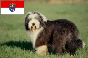 Read more about the article Bearded Collie Züchter und Welpen in Hessen