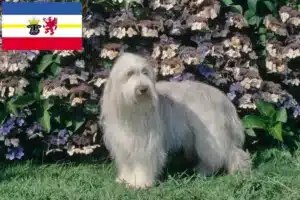 Read more about the article Bearded Collie Züchter und Welpen in Mecklenburg-Vorpommern