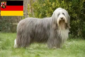 Mehr über den Artikel erfahren Bearded Collie Züchter und Welpen in Rheinland-Pfalz