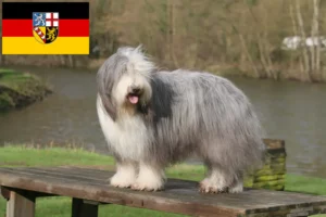 Mehr über den Artikel erfahren Bearded Collie Züchter und Welpen im Saarland