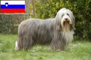 Read more about the article Bearded Collie Züchter und Welpen in Slowenien