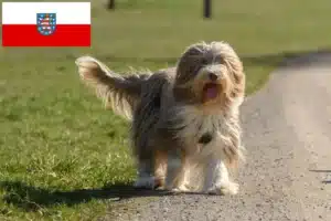 Mehr über den Artikel erfahren Bearded Collie Züchter und Welpen in Thüringen