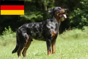 Mehr über den Artikel erfahren Beauceron Züchter und Welpen in Deutschland