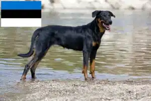 Mehr über den Artikel erfahren Beauceron Züchter und Welpen in Estland