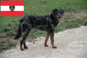 Mehr über den Artikel erfahren Beauceron Züchter und Welpen in Österreich