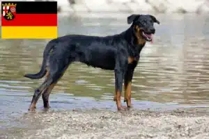 Mehr über den Artikel erfahren Beauceron Züchter und Welpen in Rheinland-Pfalz