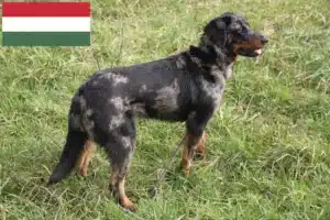 Mehr über den Artikel erfahren Beauceron Züchter und Welpen in Ungarn