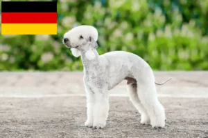 Mehr über den Artikel erfahren Bedlington Terrier Züchter und Welpen in Deutschland