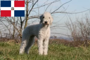 Mehr über den Artikel erfahren Bedlington Terrier Züchter und Welpen in Dominikanische Republik