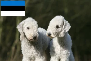 Read more about the article Bedlington Terrier Züchter und Welpen in Estland
