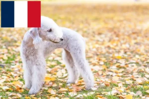 Mehr über den Artikel erfahren Bedlington Terrier Züchter und Welpen in Frankreich