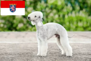 Read more about the article Bedlington Terrier Züchter und Welpen in Hessen