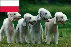 Mehr über den Artikel erfahren Bedlington Terrier Züchter und Welpen in Polen