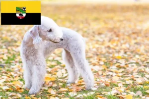 Mehr über den Artikel erfahren Bedlington Terrier Züchter und Welpen in Sachsen-Anhalt