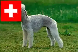Mehr über den Artikel erfahren Bedlington Terrier Züchter und Welpen in der Schweiz