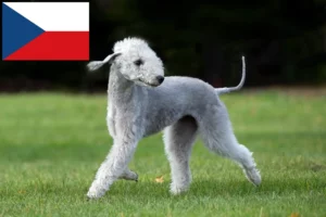 Read more about the article Bedlington Terrier Züchter und Welpen in Tschechien