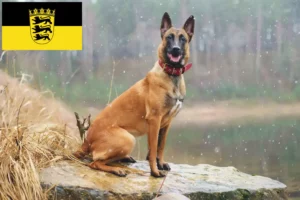 Mehr über den Artikel erfahren Belgischer Schäferhund Züchter und Welpen in Baden-Württemberg