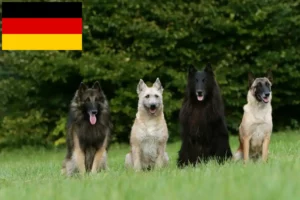 Mehr über den Artikel erfahren Belgischer Schäferhund Züchter und Welpen in Deutschland