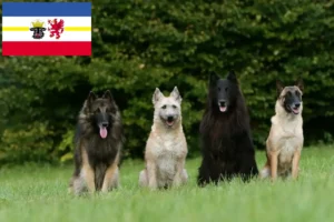 Mehr über den Artikel erfahren Belgischer Schäferhund Züchter und Welpen in Mecklenburg-Vorpommern