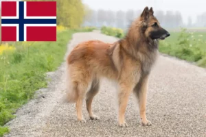 Mehr über den Artikel erfahren Belgischer Schäferhund Züchter und Welpen in Norwegen