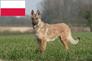 Mehr über den Artikel erfahren Belgischer Schäferhund Züchter und Welpen in Polen