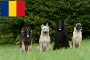 Mehr über den Artikel erfahren Belgischer Schäferhund Züchter und Welpen in Rumänien