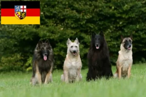 Mehr über den Artikel erfahren Belgischer Schäferhund Züchter und Welpen im Saarland