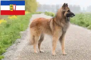 Mehr über den Artikel erfahren Belgischer Schäferhund Züchter und Welpen in Schleswig-Holstein