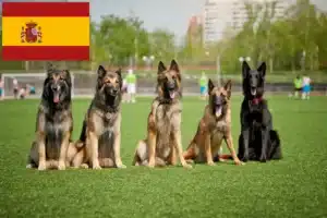 Mehr über den Artikel erfahren Belgischer Schäferhund Züchter und Welpen in Spanien