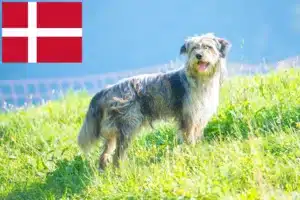 Mehr über den Artikel erfahren Bergamasker Hirtenhund Züchter und Welpen in Dänemark