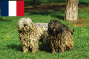 Read more about the article Bergamasker Hirtenhund Züchter und Welpen in Frankreich