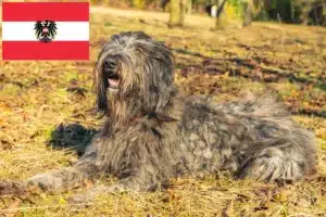 Mehr über den Artikel erfahren Bergamasker Hirtenhund Züchter und Welpen in Österreich