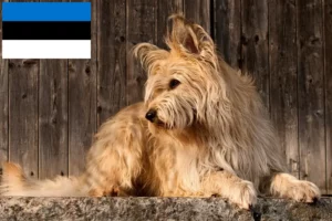 Mehr über den Artikel erfahren Berger de Picardie Züchter und Welpen in Estland