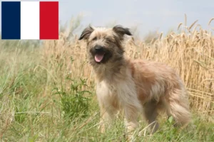 Mehr über den Artikel erfahren Berger des Pyrenees Züchter und Welpen in Frankreich