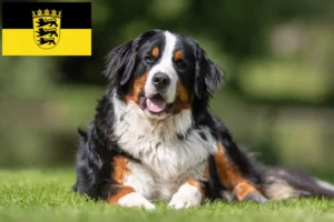 Mehr über den Artikel erfahren Berner Sennenhund Züchter und Welpen in Baden-Württemberg