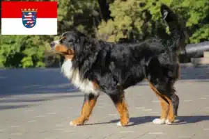 Mehr über den Artikel erfahren Berner Sennenhund Züchter und Welpen in Hessen