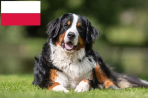 Mehr über den Artikel erfahren Berner Sennenhund Züchter und Welpen in Polen