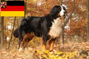 Mehr über den Artikel erfahren Berner Sennenhund Züchter und Welpen in Rheinland-Pfalz